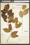 Betula alleghaniensis var. alleghaniensis