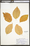 Betula alleghaniensis var. alleghaniensis