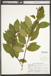 Betula alleghaniensis var. alleghaniensis