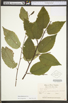 Betula alleghaniensis var. alleghaniensis