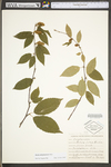 Betula alleghaniensis var. alleghaniensis