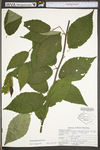 Betula alleghaniensis var. alleghaniensis