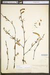 Betula lenta