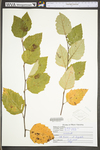 Betula nigra