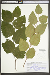 Betula nigra