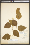 Betula nigra