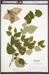 Betula nigra