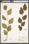 Betula nigra