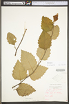 Betula nigra