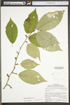 Betula alleghaniensis var. alleghaniensis