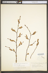 Carpinus caroliniana ssp. virginiana