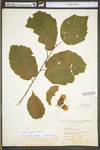 Corylus americana