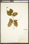 Corylus americana