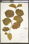 Corylus americana