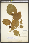 Corylus americana