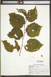 Corylus americana