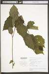 Corylus americana