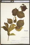 Corylus americana