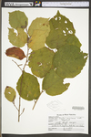 Corylus americana