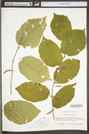 Corylus americana