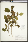 Corylus americana