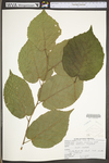 Corylus americana