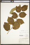 Corylus americana