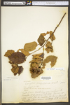 Corylus americana