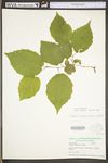 Corylus americana