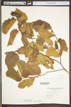 Corylus americana