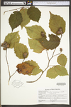 Corylus americana