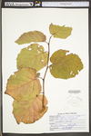 Corylus americana