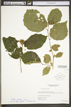 Corylus americana