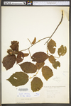 Corylus americana