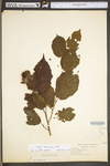 Corylus americana