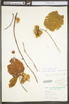 Corylus americana