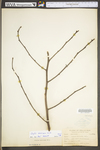 Corylus americana