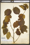 Corylus americana