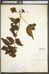 Corylus americana