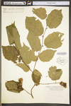 Corylus americana