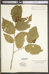 Corylus americana