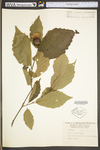 Corylus americana