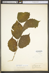 Corylus americana