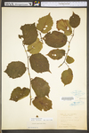 Corylus americana