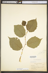 Corylus americana