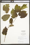 Corylus americana