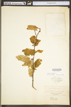 Corylus cornuta var. cornuta