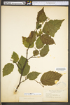 Corylus cornuta var. cornuta