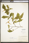 Corylus cornuta var. cornuta