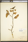 Corylus cornuta var. cornuta